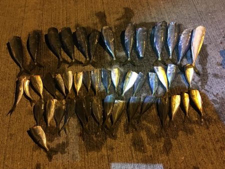 イワシ、アジ、サバ